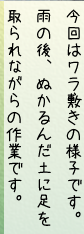 今回はワラ敷きの様子です。雨の後、ぬかるんだ土に足を取られながらの作業です。