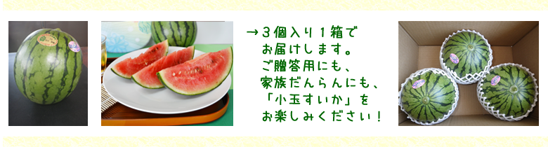 ３個入り１箱でお届けします。ご贈答用にも、家族だんらんにも、「小玉すいか」をお楽しみください！