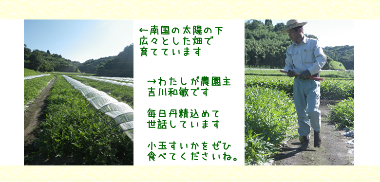 南国の太陽の下、広々とした畑で育てています　わたしが農園主吉川和敏です　毎日丹精込めて世話しています　小玉すいかをぜひ食べてくださいね。